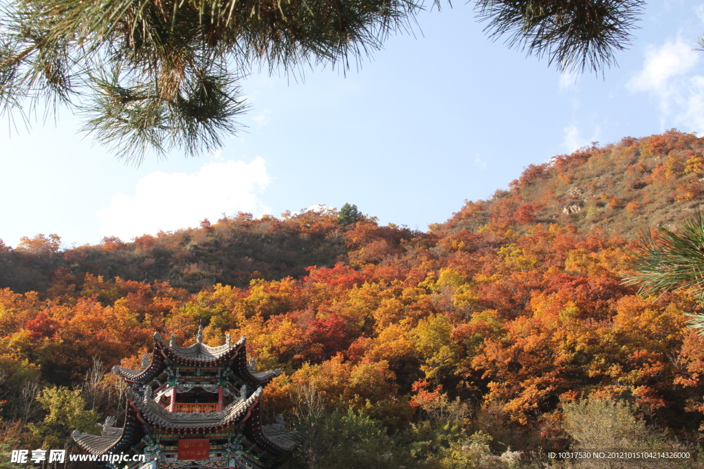 红叶满山