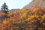 满山红叶