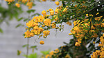 小景 黄花