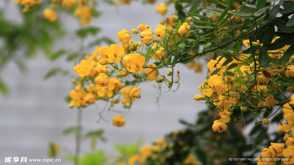 小景 黄花