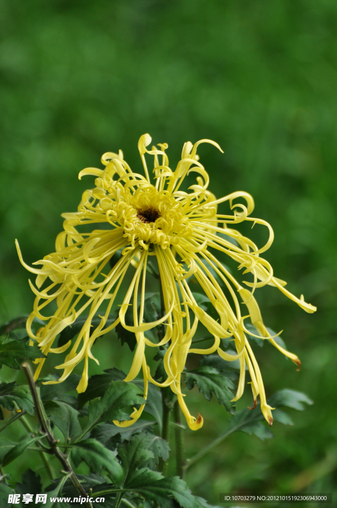 黄丝菊花