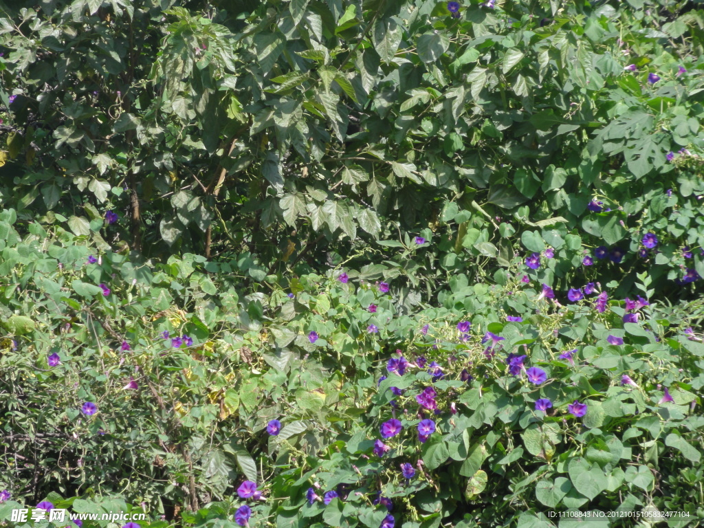 牵牛花