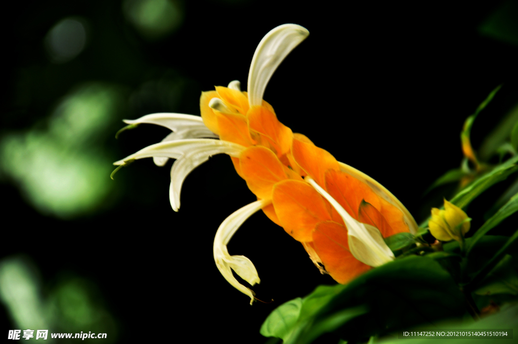 金苞花 黄虾花