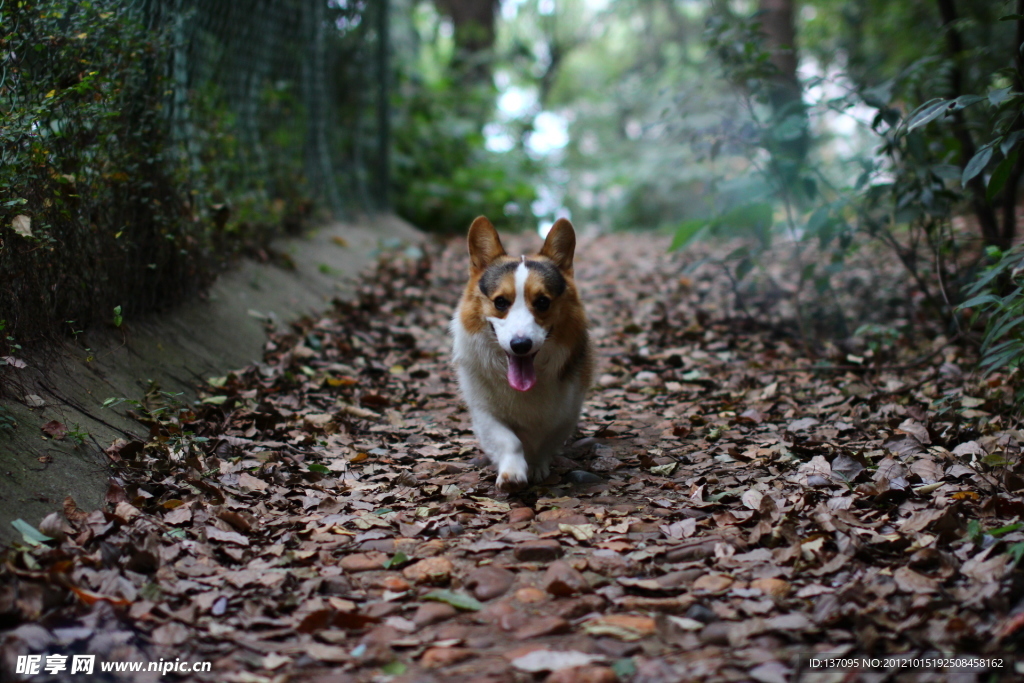 柯基犬