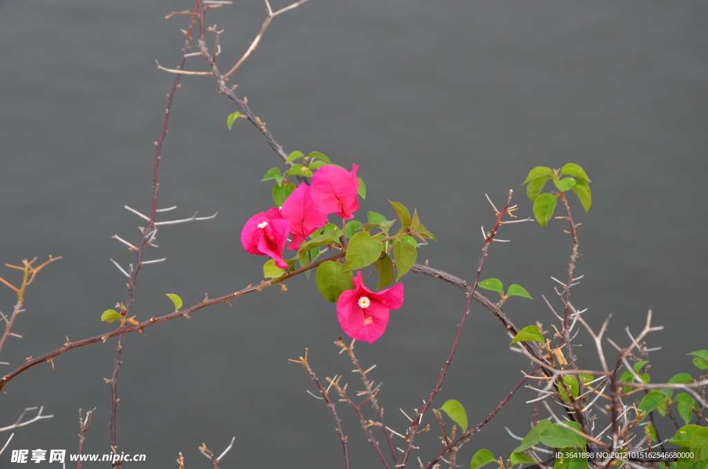 江边花草