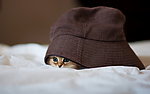 猫咪黛西