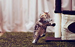 猫咪黛西