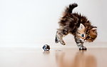 猫咪黛西
