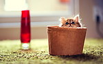 猫咪黛西