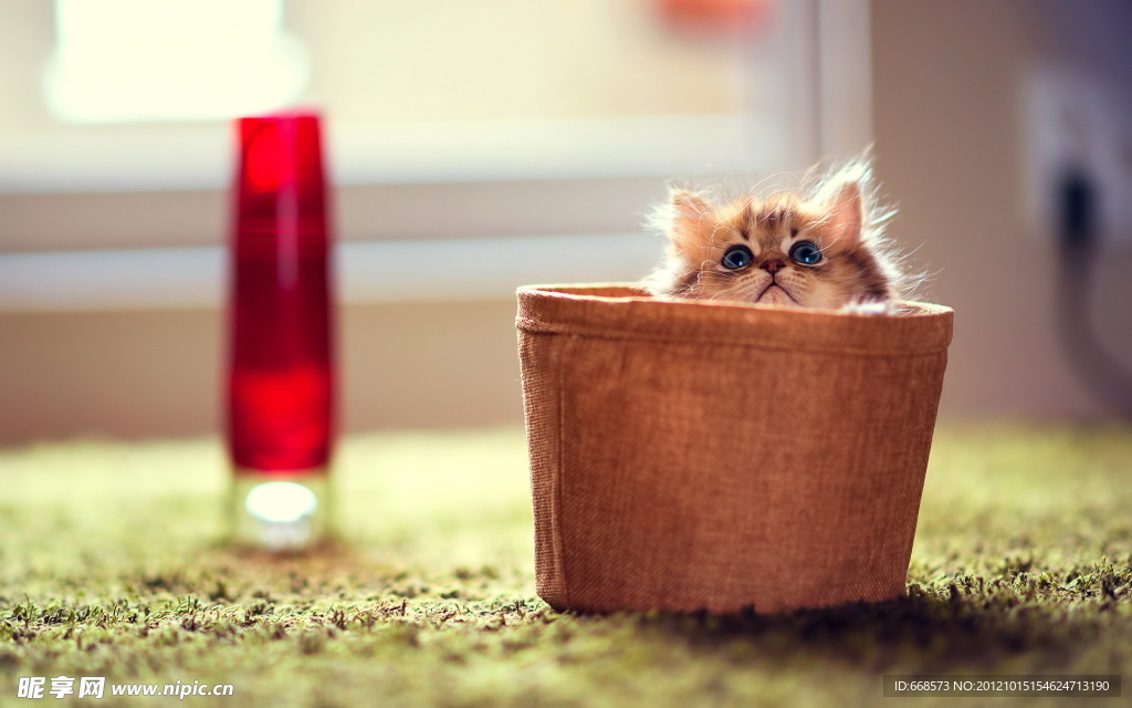猫咪黛西