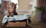 猫咪黛西