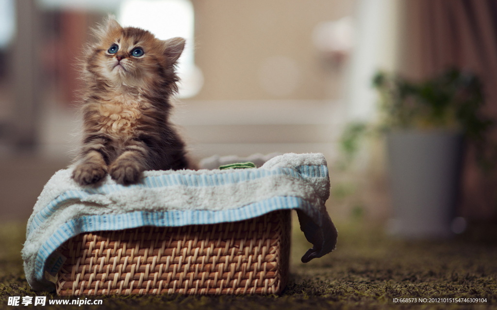 猫咪黛西