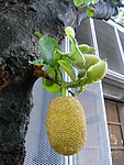 菠萝蜜