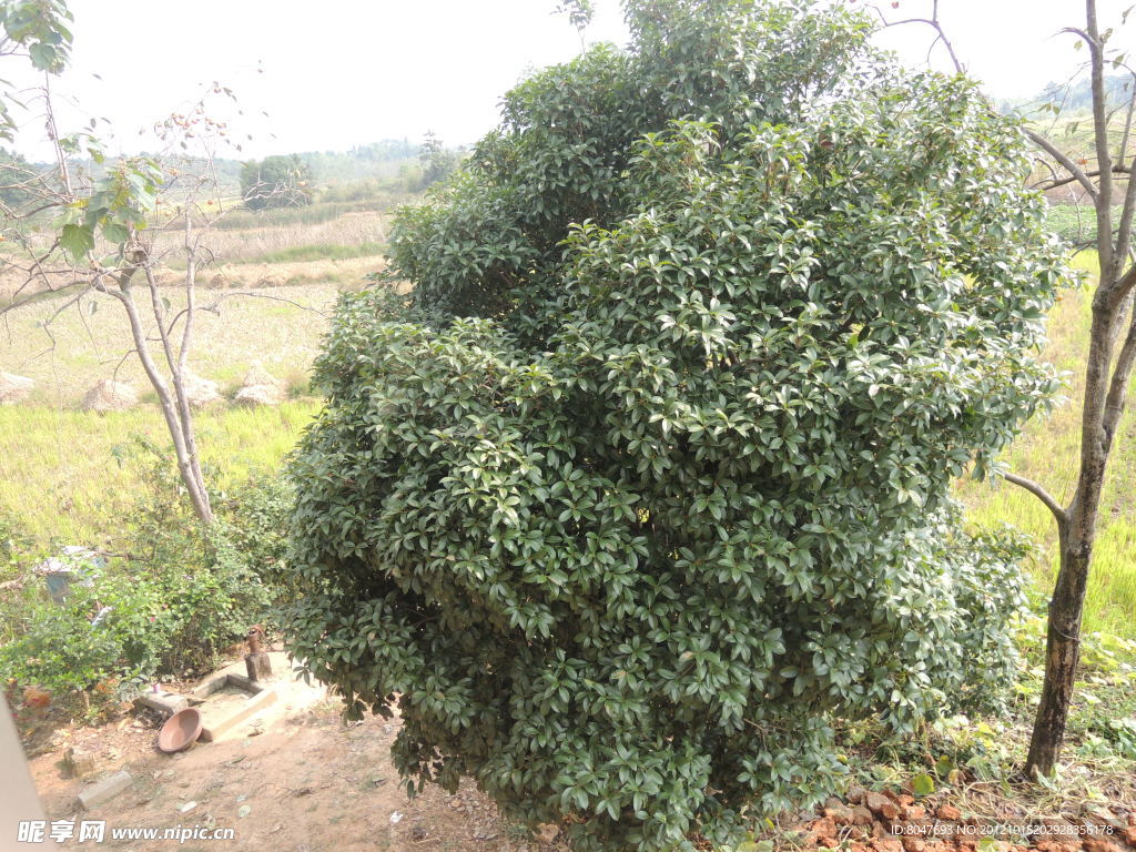 乡村桂花树