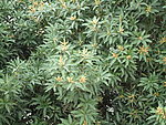花草(非高清)