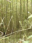 竹林(非高清)