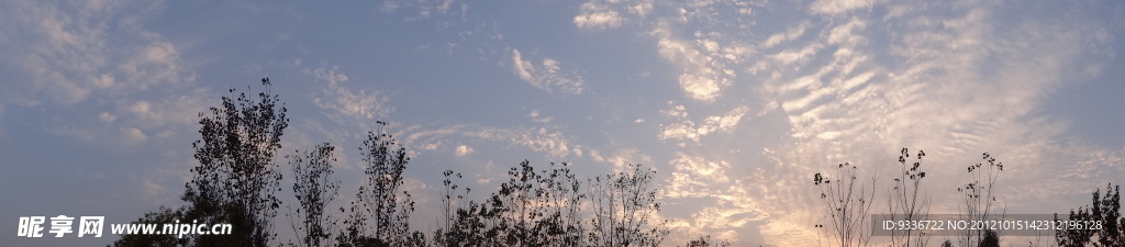 树枝 天空