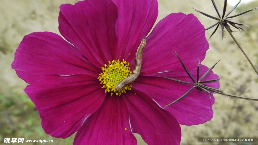 格桑花
