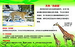 西伯利亚虎