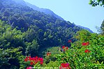 桥溪村