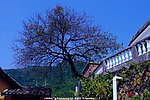 雁南飞 桥溪风景