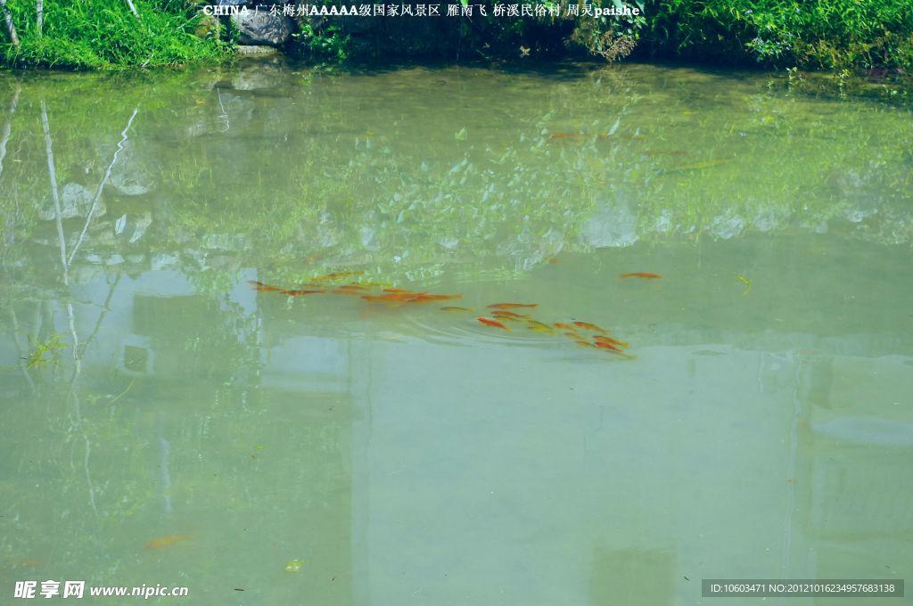 田园风光 水塘小鲤鱼