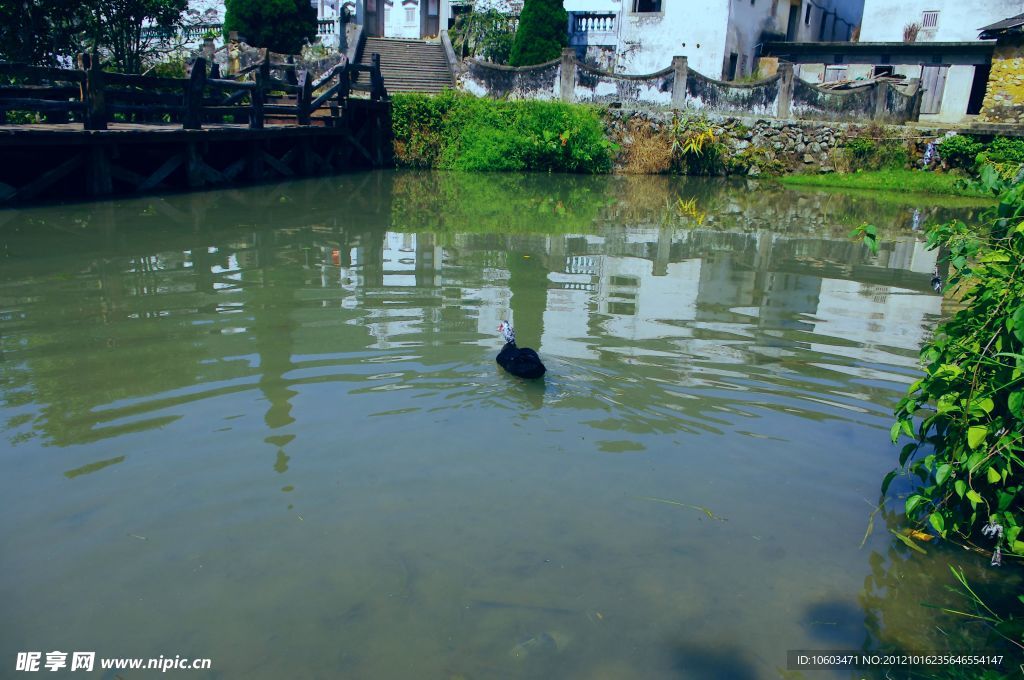 板鸭 游水