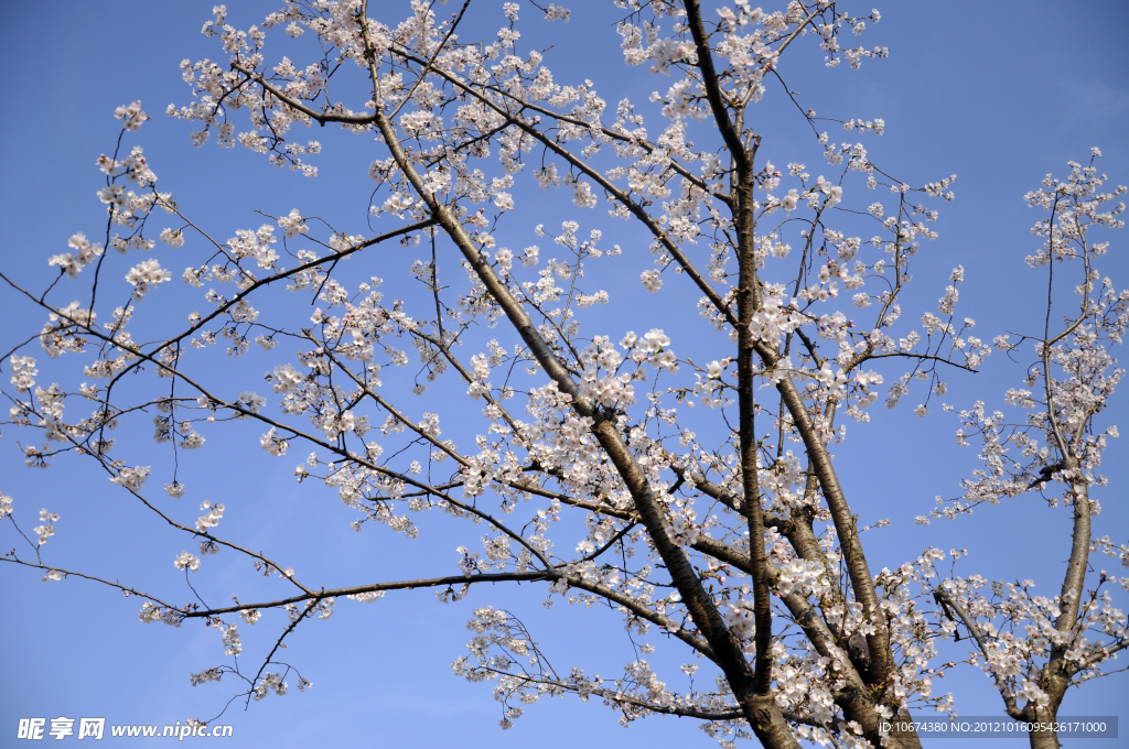 樱花树