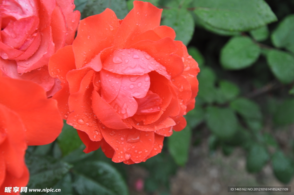 雨后月季花