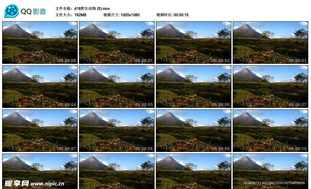 火山草原昆虫高清实拍视频素材