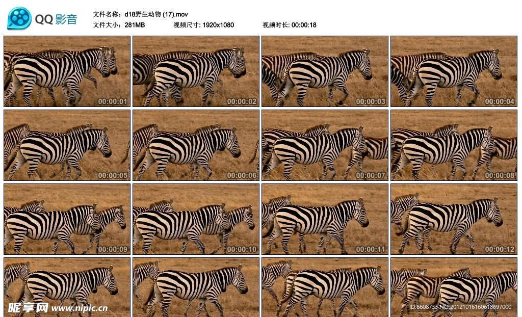 非洲大草原斑马高清实拍视频素材