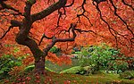 秋天景观