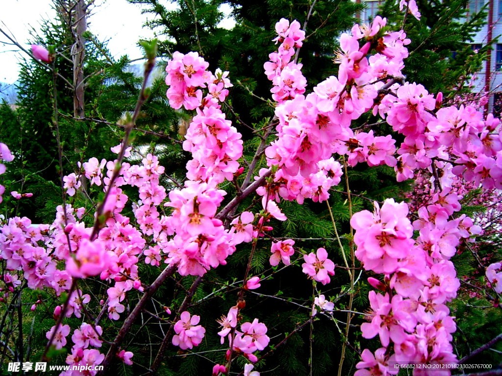 桃花