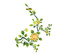 漂亮的茶花