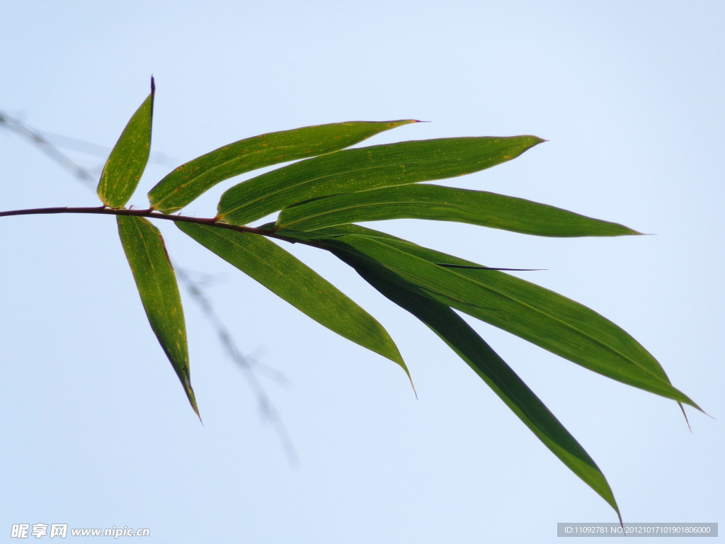 竹叶(非高清)