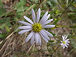 野花