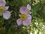 木棉花