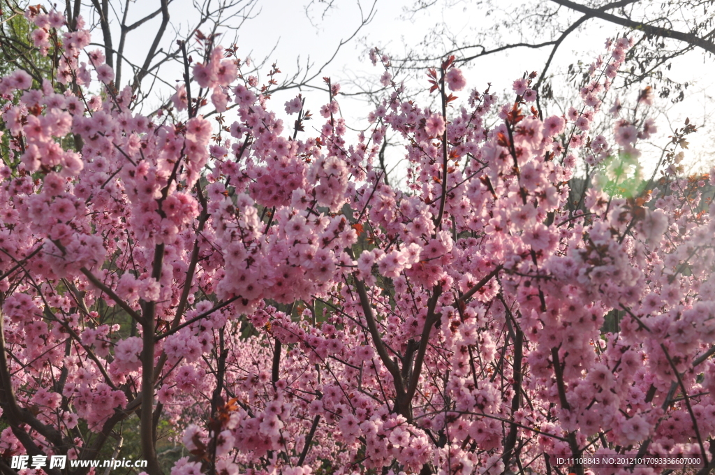 桃花