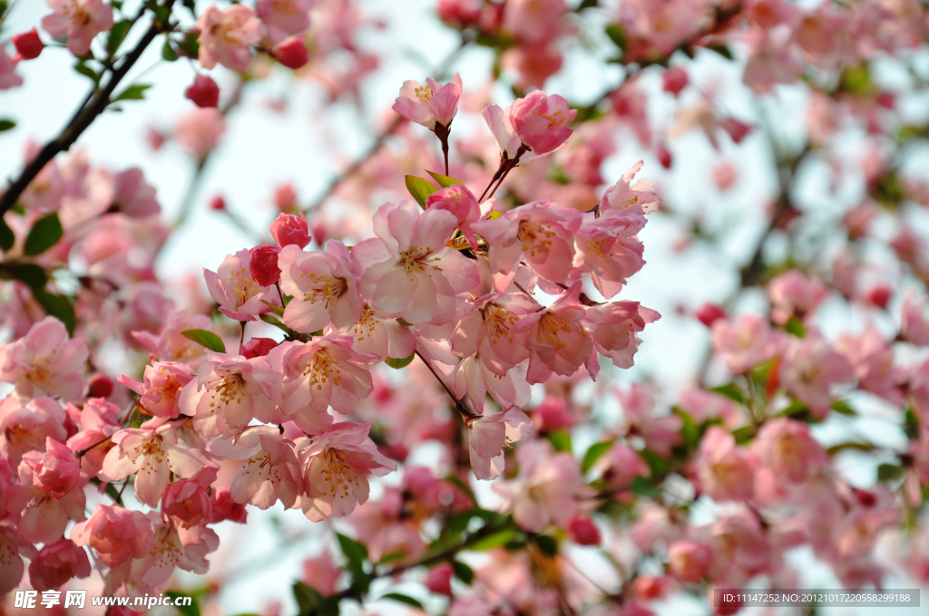 桃花