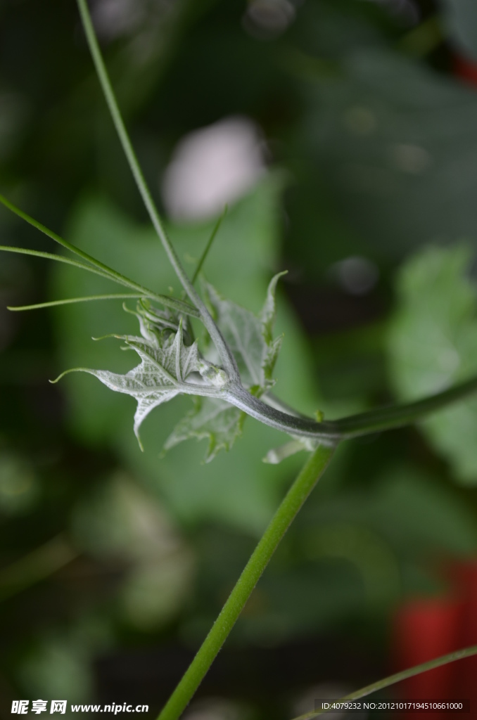 丝瓜芽