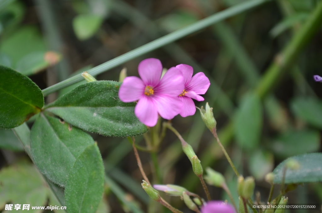 小紫花