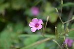 小花小草