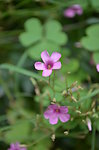 小花小草