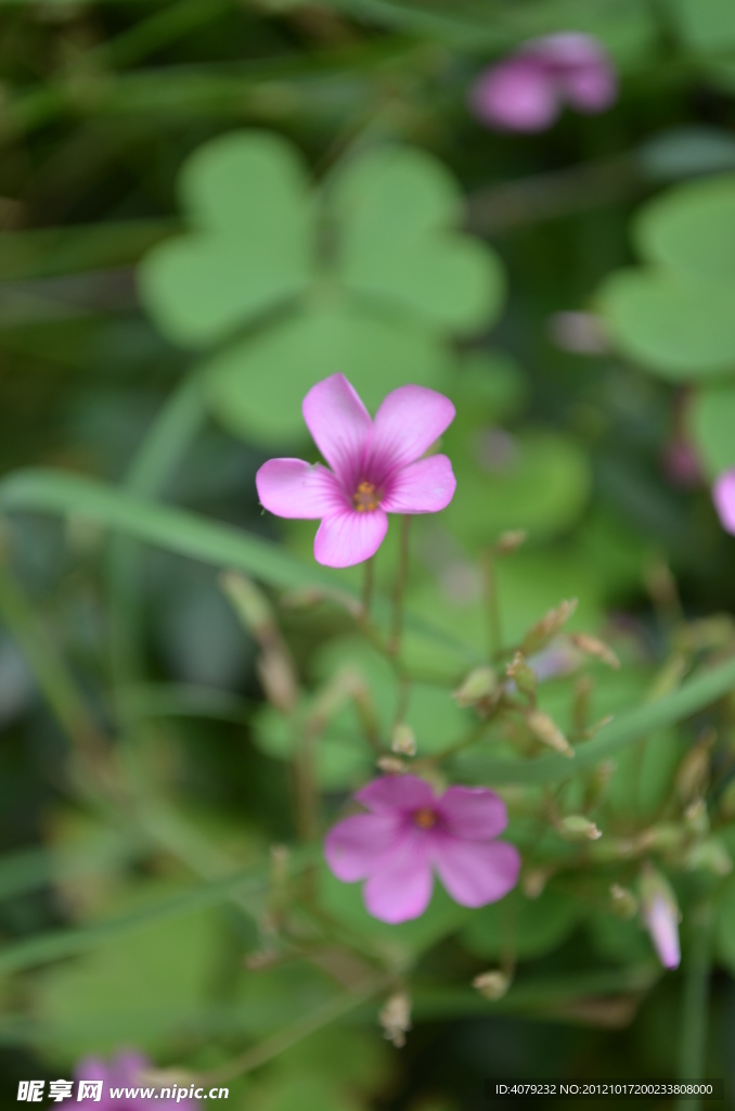 小花小草