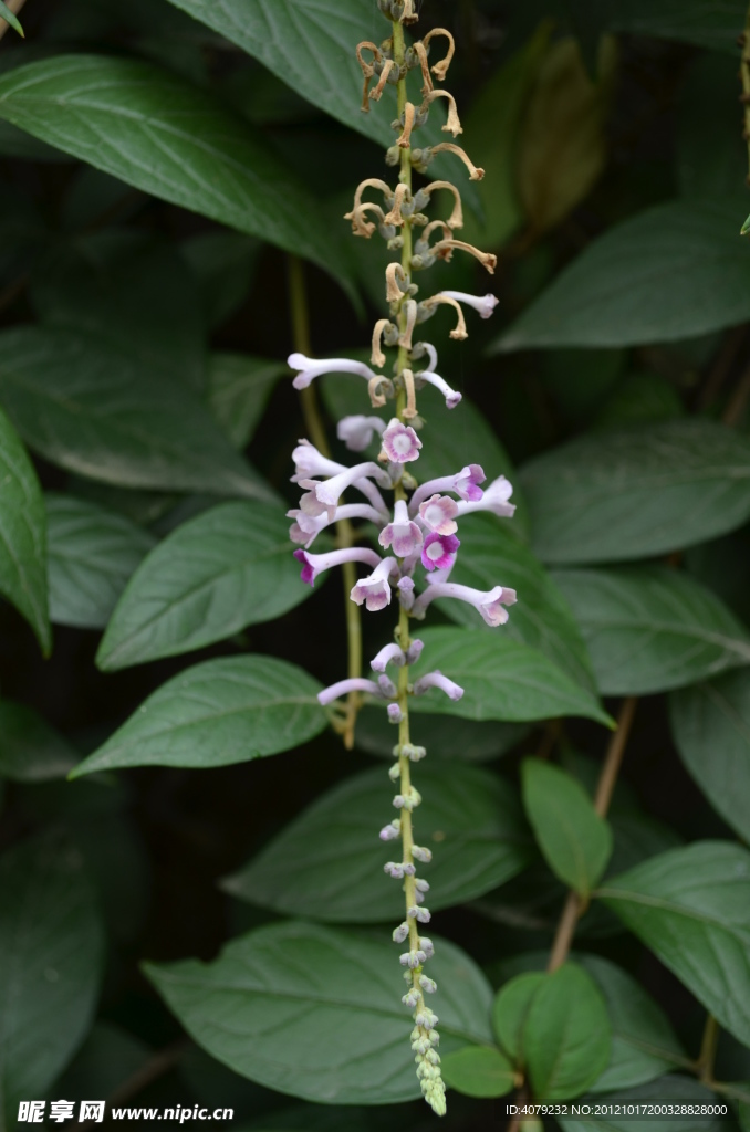 紫色小花