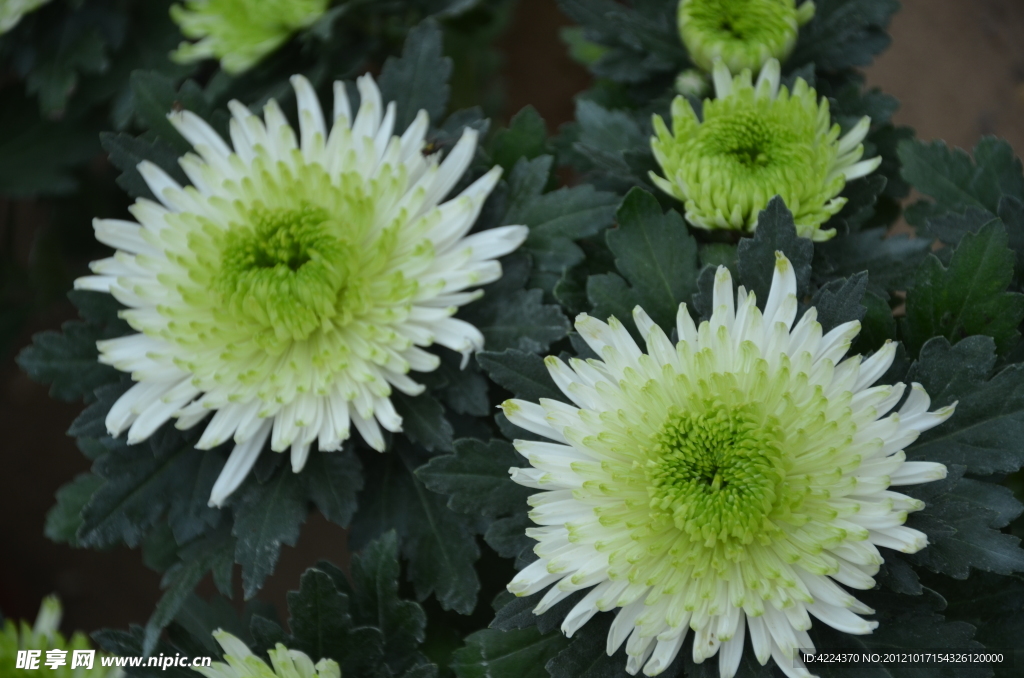 菊花