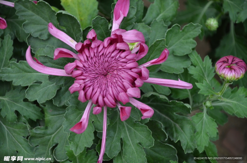 菊花