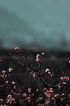 三月桃花