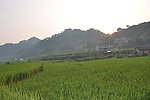 家乡的稻田