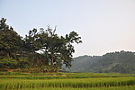 田园风光